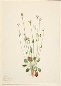 Gray Ragwort (Senecio canus)
