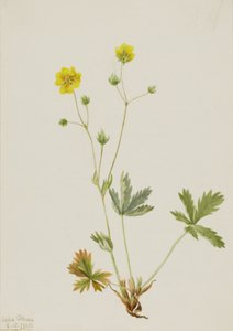 Grayleaf Fivefinger Potentilla glaucophylla, 1905. tekijältä Mary Vaux Walcott