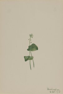 Vihreä käärmeen suu (Malaxis unifolia) tekijältä Mary Vaux Walcott
