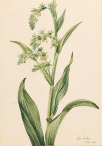 Vihreä karhunkaali (Veratrum viride) tekijältä Mary Vaux Walcott