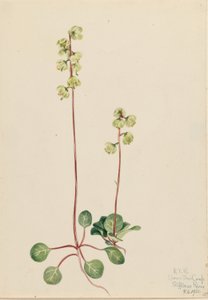 Vihreä Pyrola (Pyrola chlorantha) tekijältä Mary Vaux Walcott
