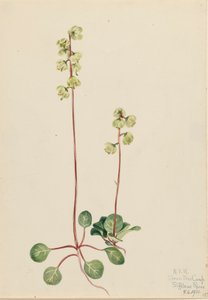 Vihreä Pyrola Pyrola chlorantha, 1920. tekijältä Mary Vaux Walcott