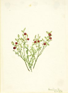 Grouse Whortleberry (Vaccinium scoparium) tekijältä Mary Vaux Walcott
