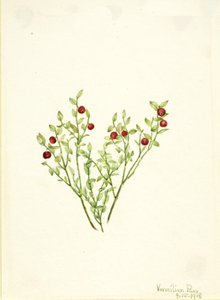 Grouse Whortleberry Vaccinium scoparium, 1918. tekijältä Mary Vaux Walcott