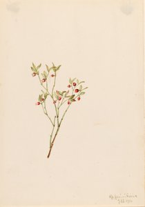 Grouse Whortleberry Vaccinum scoparium, 1916. tekijältä Mary Vaux Walcott