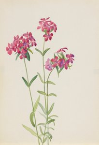 Karvainen Phlox Phlox amoena, n. 1930-luvun alku. tekijältä Mary Vaux Walcott