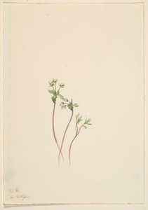 Kevään airut (Erigenia bulbosa) tekijältä Mary Vaux Walcott
