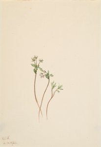 Kevään kuuluja Erigenia bulbosa, 1920. tekijältä Mary Vaux Walcott