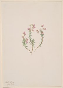 Heather Phyllodoce intermedia, 1907. tekijältä Mary Vaux Walcott