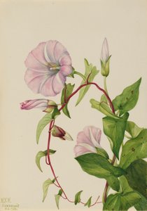 Hedge Bindweed Calystegia Convolvulus sepium, 1932. tekijältä Mary Vaux Walcott