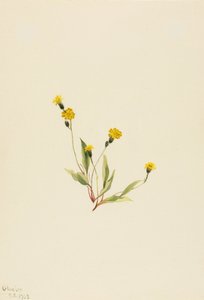 Heieracium gracile tekijältä Mary Vaux Walcott