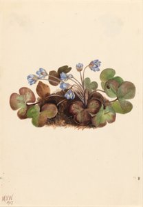Hepatica (Hepatica americana) tekijältä Mary Vaux Walcott