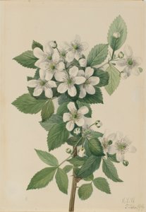 Karhunvatukka (Rubus argutus) tekijältä Mary Vaux Walcott