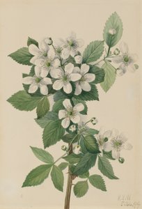 Highbush Blackberry Bush, 1919. tekijältä Mary Vaux Walcott