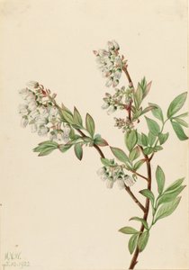 Mustikka (Vaccinium corymbosum) (Highbush Blueberry) tekijältä Mary Vaux Walcott