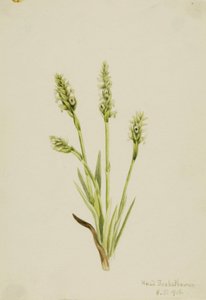 Huppu Naisten-tressit (Ibidium strictum) tekijältä Mary Vaux Walcott