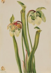 Hybridi kannukasvi (Sarracenia minor) tekijältä Mary Vaux Walcott