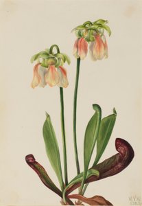 Hybridi kannukasvi (Sarracenia minor x psittacina) tekijältä Mary Vaux Walcott