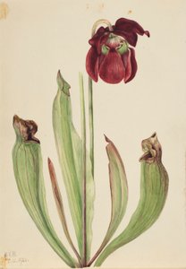 Hybridi kannukasvi (Sarracenia rubra xs purpurea venosa) tekijältä Mary Vaux Walcott