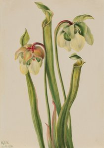 Sarracenia minor hybridiruokasvi, 1930. tekijältä Mary Vaux Walcott