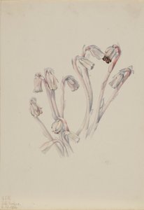 Intialainen putki (Monotropa uniflora) tekijältä Mary Vaux Walcott