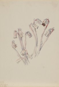 Indian Pipe Monotropa uniflora, 1926. tekijältä Mary Vaux Walcott