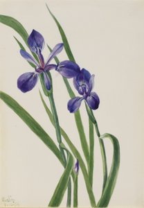 Iris (Iris-laji) tekijältä Mary Vaux Walcott