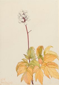 Ivory Baneberry Actaea arguta, 1922 tekijältä Mary Vaux Walcott