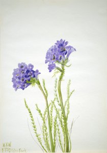 Jaakobin tikkaat Polemonium viscosum, 1937. tekijältä Mary Vaux Walcott