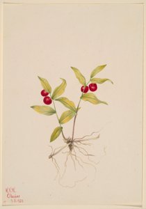 Kruhsea (Kruhsea streptopoides) tekijältä Mary Vaux Walcott