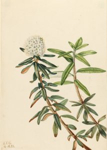 Labradorintee (Ledum groenlandicum) tekijältä Mary Vaux Walcott