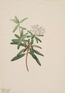 Labradorintee (Ledum groenlandicum) tekijältä Mary Vaux Walcott