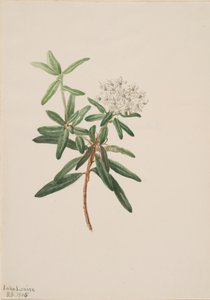 Labrador Tea Greenland Ice, 1905. tekijältä Mary Vaux Walcott