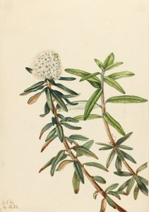 Labrador Tea Grönlannin jää, 1922. tekijältä Mary Vaux Walcott