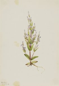 Tikkaat Gentian Gentiana acuta, 1916. tekijältä Mary Vaux Walcott