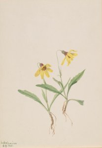Lake Louise Arnica (Arnica louisiana) tekijältä Mary Vaux Walcott