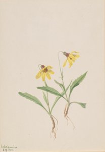 Lake Louise Arnica Arnica louisiana, 1905. tekijältä Mary Vaux Walcott