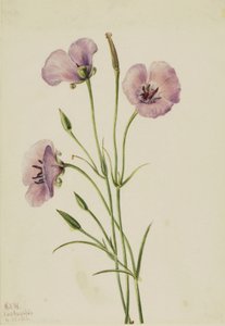 Lilac Mariposa (Calochortus splendens) tekijältä Mary Vaux Walcott