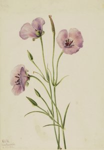 Lila Butterfly Calohortus splendens, tekijältä Mary Vaux Walcott