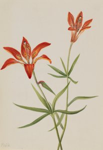 Lilja (Lilium montanum) tekijältä Mary Vaux Walcott