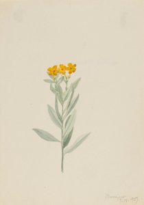 Lithospermum canescens tekijältä Mary Vaux Walcott