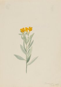 Lithospermum canescens, 1907. tekijältä Mary Vaux Walcott