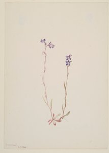 Lobelia Kalmii tekijältä Mary Vaux Walcott