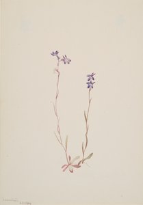 Lobelia Kalmii, 1904. tekijältä Mary Vaux Walcott