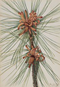 Loblolly-mäntyhirsi, 1918. tekijältä Mary Vaux Walcott