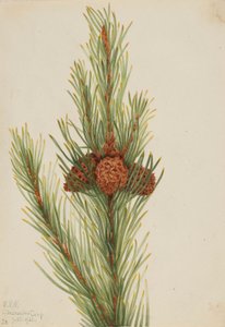 mänty (Pinus Contorta murrayana) tekijältä Mary Vaux Walcott