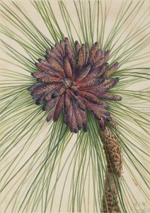 Pitkälehtinen mänty Pinus palustris, 1929.