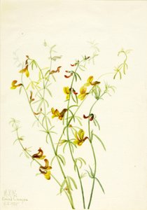 Lotus puberulus tekijältä Mary Vaux Walcott