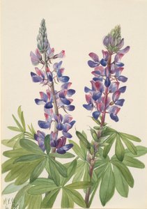Lupiini Lupinus fornosus, 1935. tekijältä Mary Vaux Walcott
