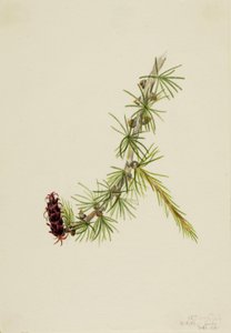 Lyall Larch (Larix lyallii) tekijältä Mary Vaux Walcott